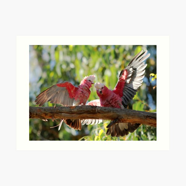 The Australian Galah Art Print