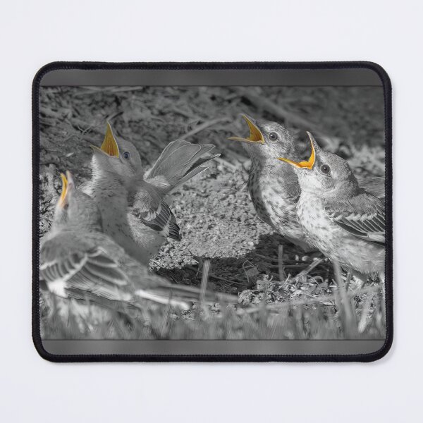 Item preview, Four Mockingbird Fledglings Begging For Food designed and sold by CarolM.