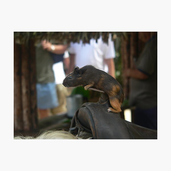 Item preview, horse riding guinea pig! designed and sold by sptanner69.