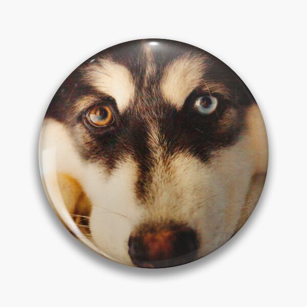 Item preview, ANIMALS #3 - Cute Siberian Husky with Gold and Blue Eyes designed and sold by DEL-Productions.