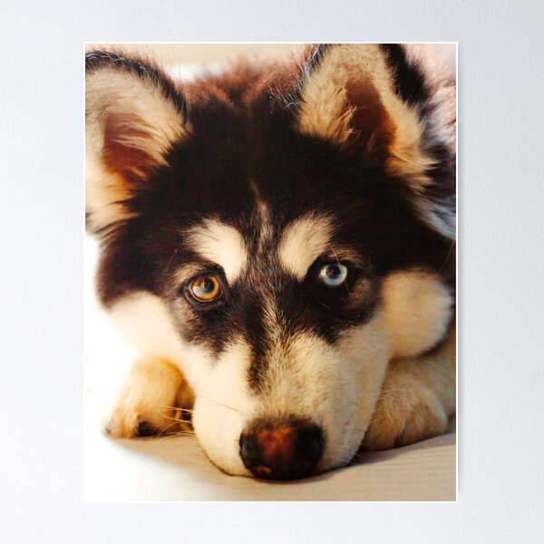 Item preview, ANIMALS #3 - Cute Siberian Husky with Gold and Blue Eyes designed and sold by DEL-Productions.