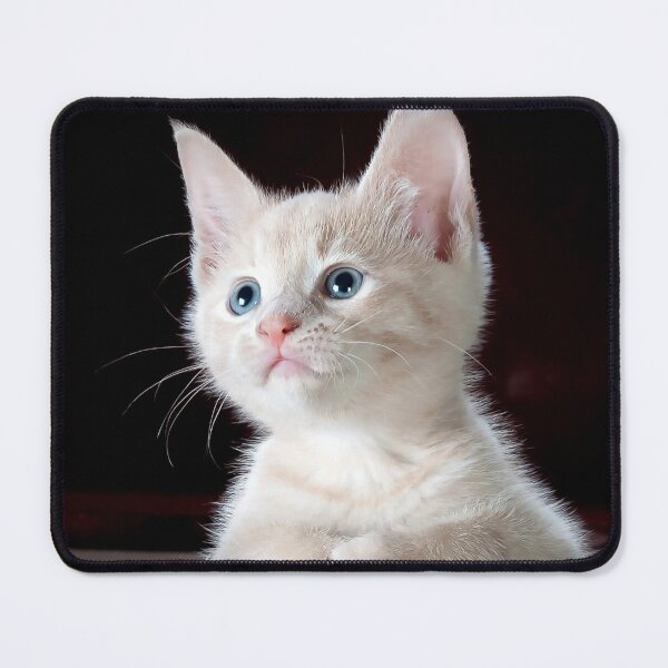 Item preview, ANIMALS #5 - Adorable Angelic White Kitten designed and sold by DEL-Productions.