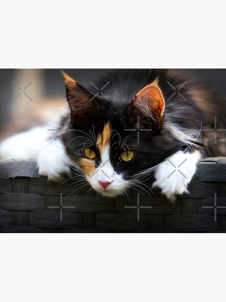 Cat funny picture, Close-up photo of cute calico cat. Poste…