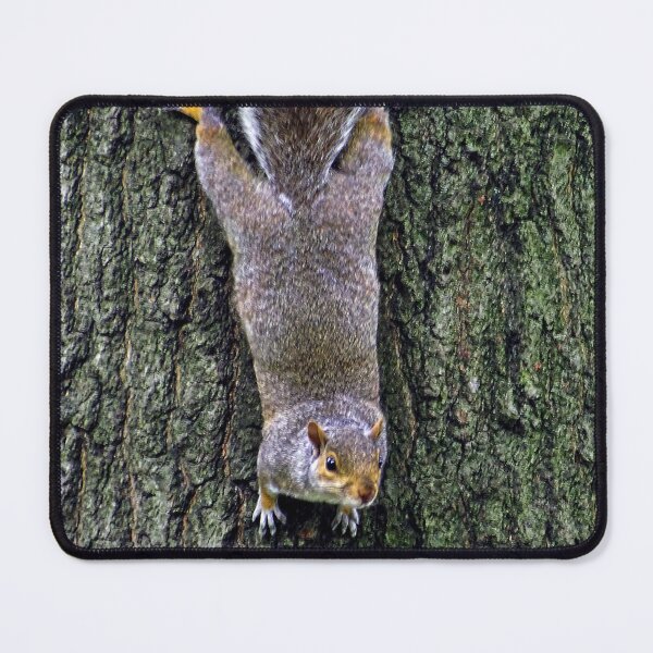 Item preview, Cute Squirrels #0075 designed and sold by Jeffrey Mask.