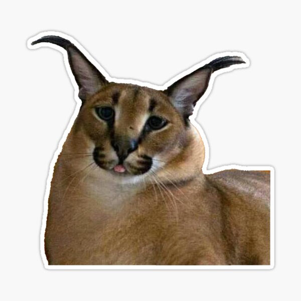 meow #cat #caracal #floppa #bigfloppa #animal #catsoftiktok #funny #cu, caracal