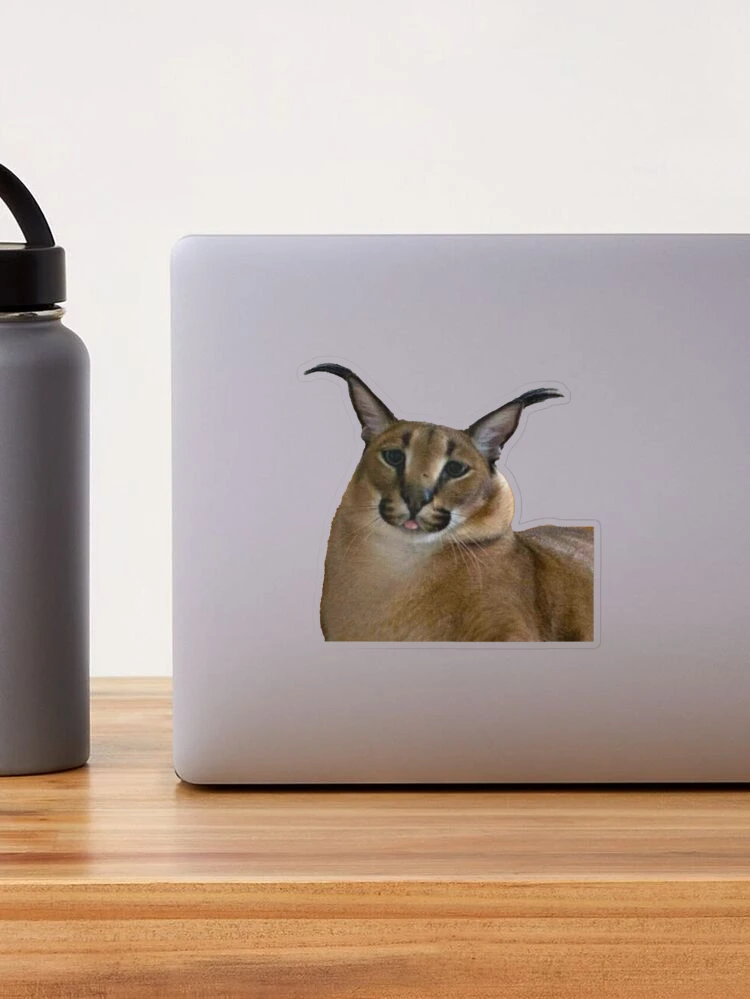 meow #cat #caracal #floppa #bigfloppa #animal #catsoftiktok #funny #cu, caracal