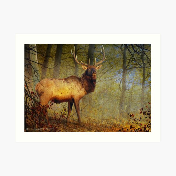 aspen forest bull elk Art Print