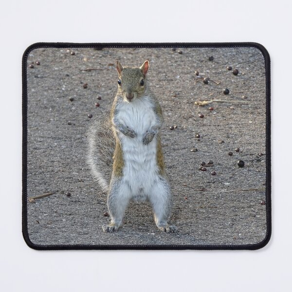 Item preview, Cute Squirrel #0078 designed and sold by Jeffrey Mask.