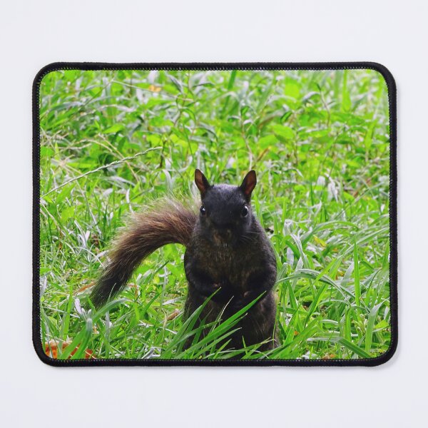 Item preview, Cute Squirrel #0079 designed and sold by Jeffrey Mask.