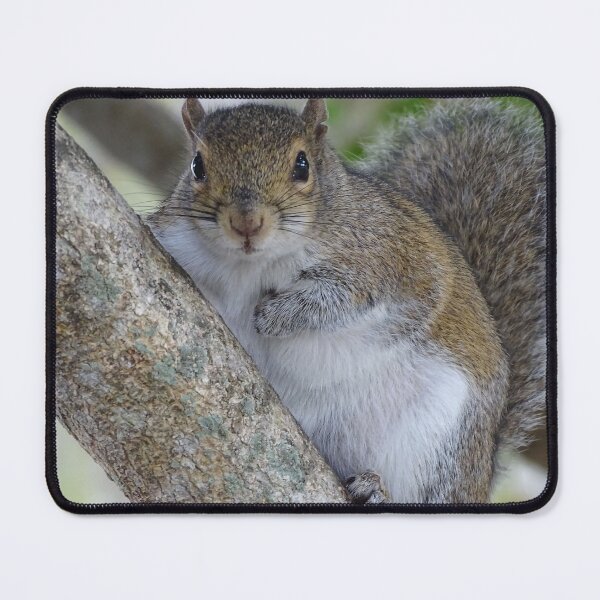 Item preview, Cute Squirrel #0080 designed and sold by Jeffrey Mask.