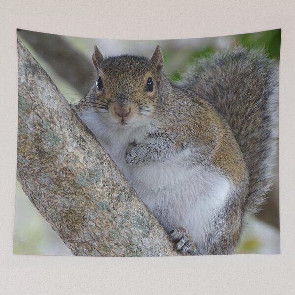 Item preview, Cute Squirrel #0080 designed and sold by Jeffrey Mask.