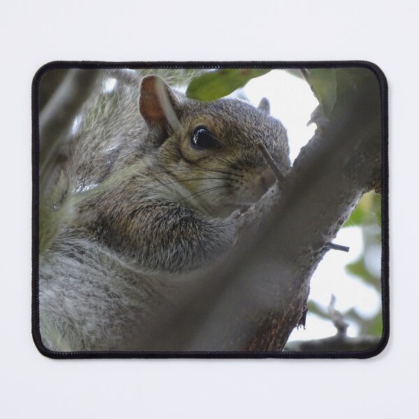 Item preview, Cute Squirrle #0081 designed and sold by Jeffrey Mask.