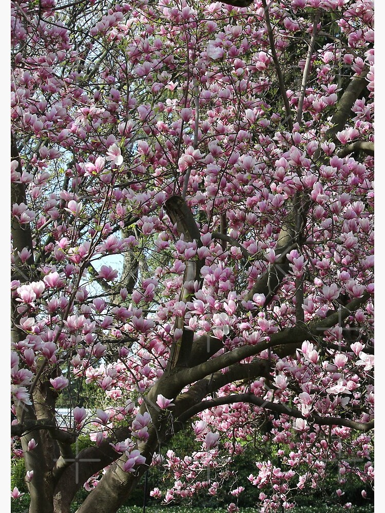 Magnolia Song by debfaraday