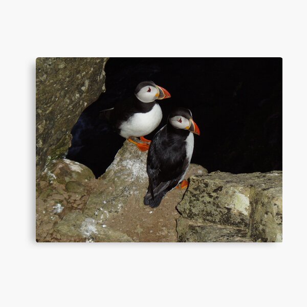 Puffins at night Canvas Print