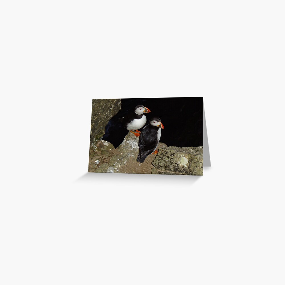 Puffins at night Greeting Card