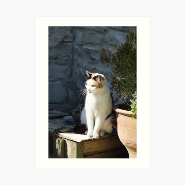 Cyprus cat Art Print