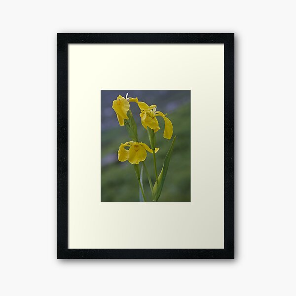 Yellow Flag Iris - Donegal Framed Art Print