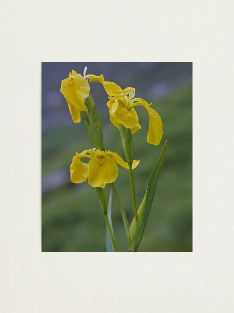 Alternate view of Yellow Flag Iris - Donegal Photographic Print