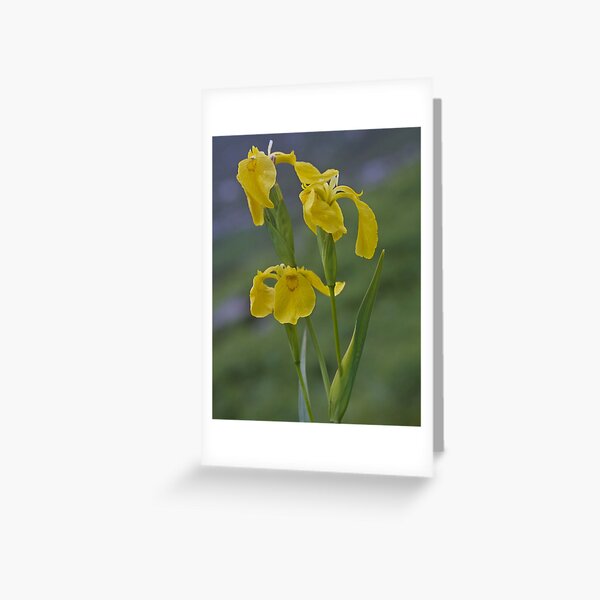 Yellow Flag Iris - Donegal Greeting Card