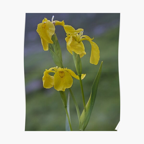 Yellow Flag Iris - Donegal Poster