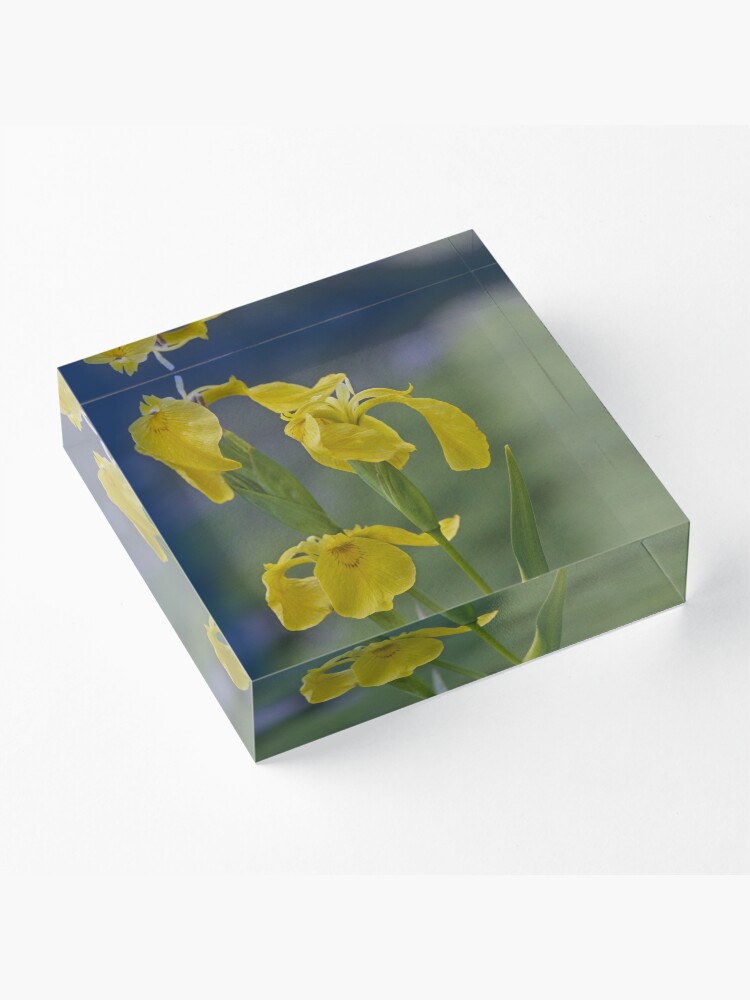Alternate view of Yellow Flag Iris - Donegal Acrylic Block