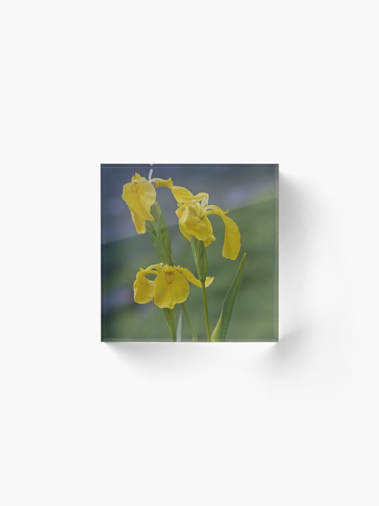 Alternate view of Yellow Flag Iris - Donegal Acrylic Block