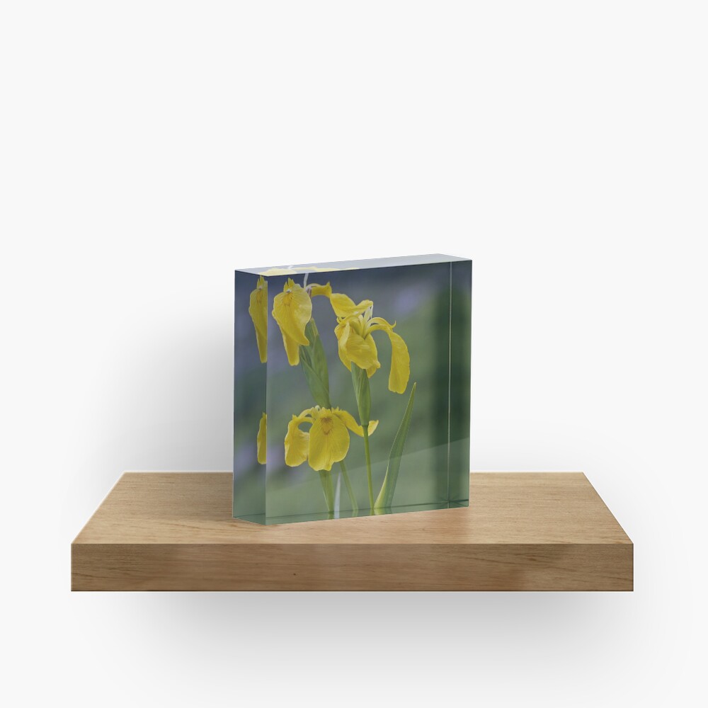 Yellow Flag Iris - Donegal Acrylic Block