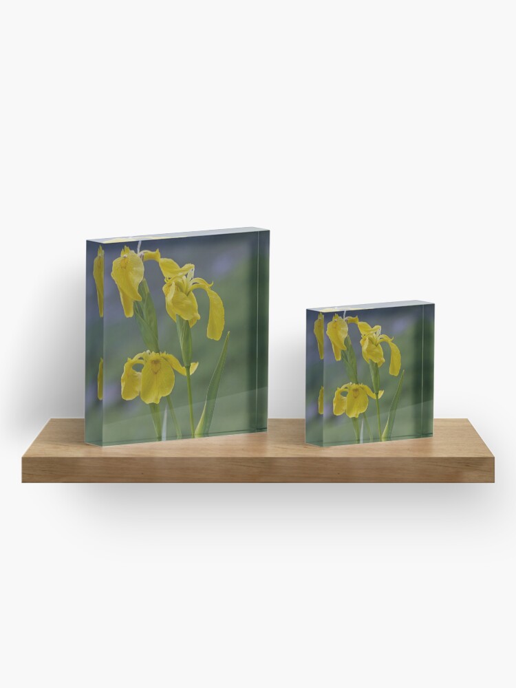 Alternate view of Yellow Flag Iris - Donegal Acrylic Block