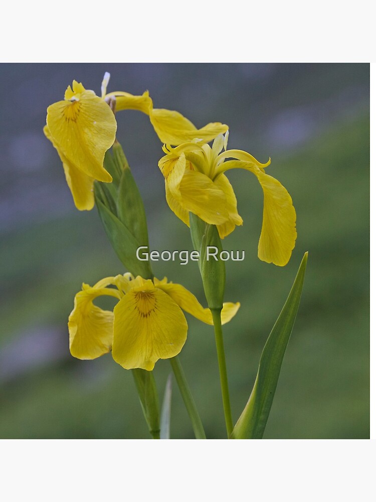 Yellow Flag Iris - Donegal by VeryIreland