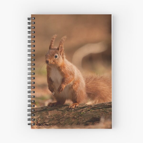 Item preview, European Red Squirrel designed and sold by Jon Lees.