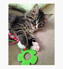 Precious Kitten Photographic Print