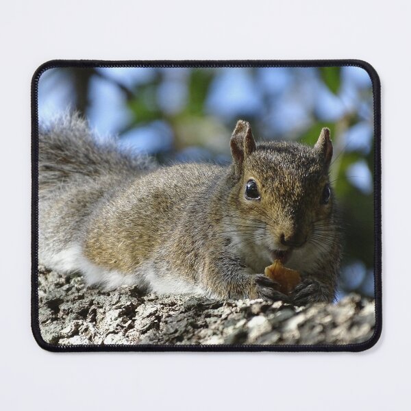 Item preview, Cute Squirrel #0084 designed and sold by Jeffrey Mask.
