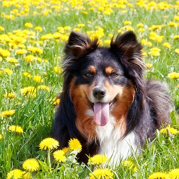 Artwork thumbnail, Australian Shepherd by lucyliu