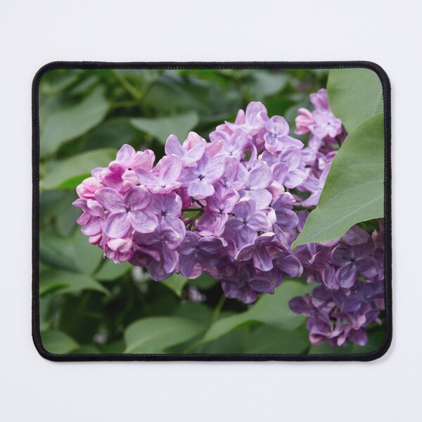 Item preview, Lilac time designed and sold by Jouko Lehto Photography.