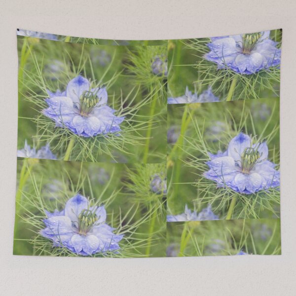Item preview, Nigella damascena....Love in the Mist...........Lyme UK designed and sold by lynn carter.