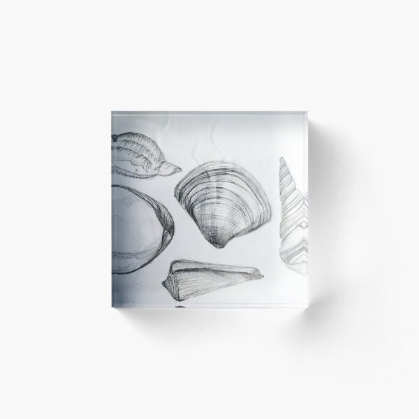 Sea Shells 4 by Margo Humphries Acrylic Block