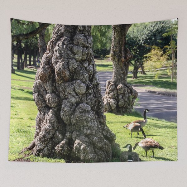 Item preview, Pepper Trees at Lindo Lake Park designed and sold by heatherfriedman.