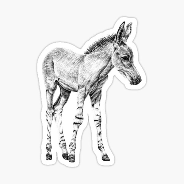 African Wild Ass Gifts and Merchandise for Sale Redbubble
