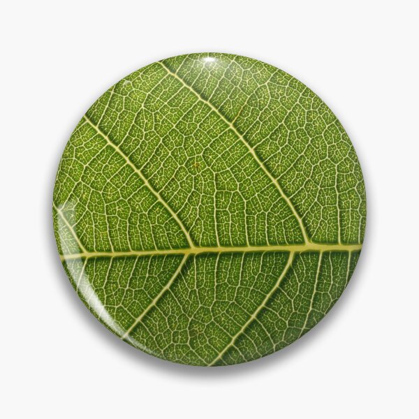 Item preview, Leaf veins of a green fig leaf in springtime. Plants in rural Spain designed and sold by Adriana Mueller.