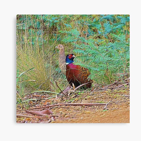 D1G1TAL-M00DZ ~ EXOTIC ~ Common Pheasant GhQNq74h by David Irwin by tasmanianartist Canvas Print