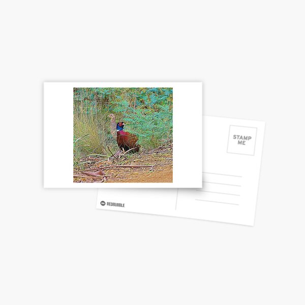 EXOTIC ~ Common Pheasant GhQNq74h by David Irwin tasmanianartist Postcard