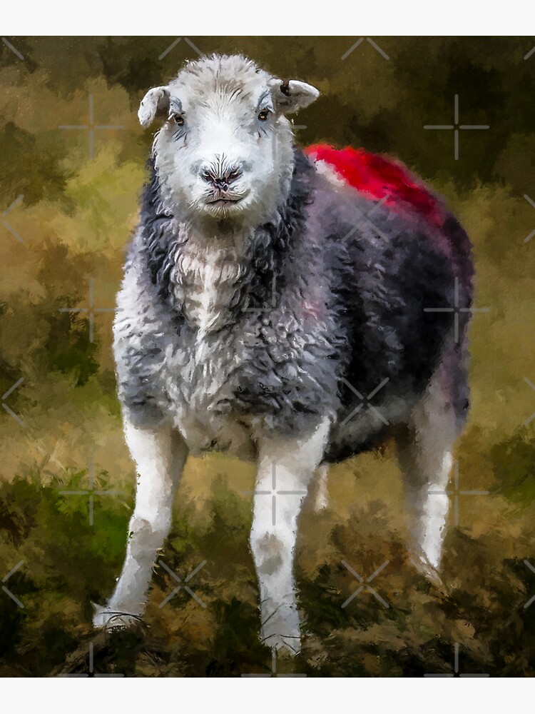 "Herdwick Sheep Art, Herdwick Sheep Oil Paint, Grey And White Herdwick