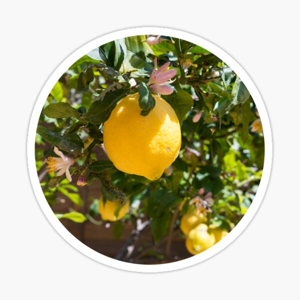 Blooming lemon tree in the Mediterranean garden Sticker