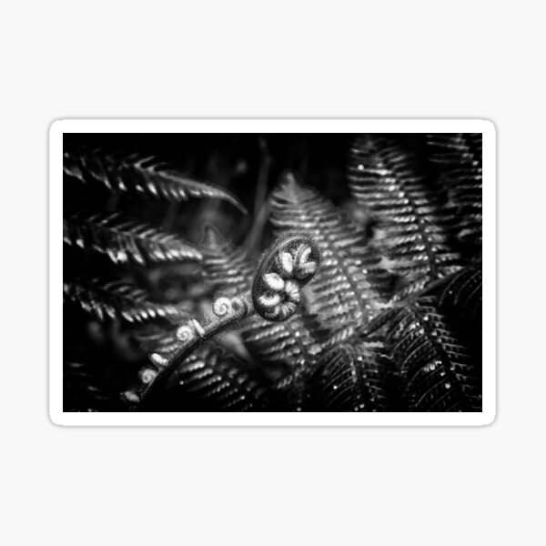 Unfurling Fern Sticker