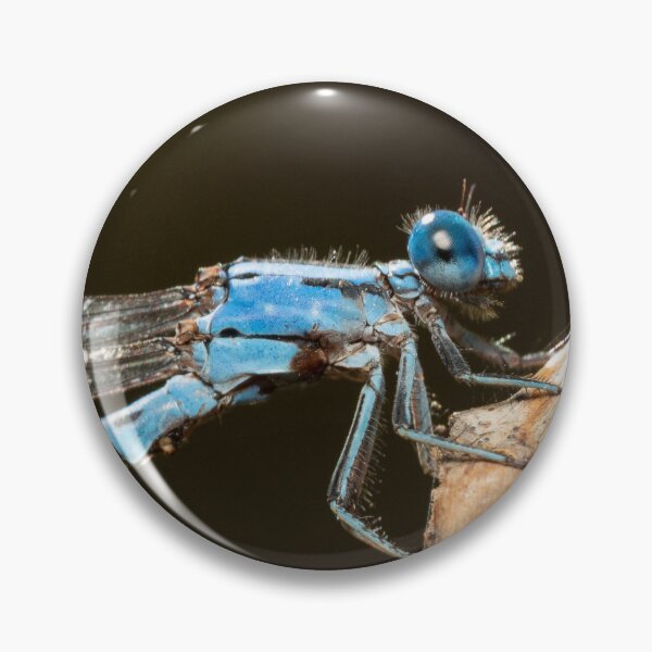 Artikelvorschau, Blaue Damselfly entworfen und verkauft von Christopher Stephenson.