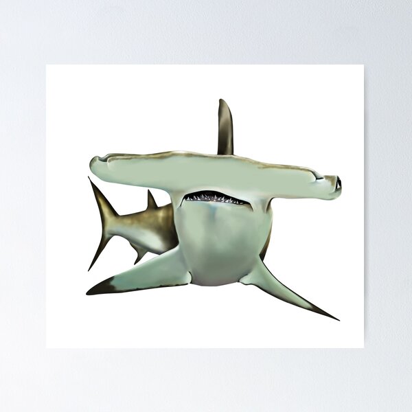 邦楽 Hammer Head Shark BYE MY NAKED Amazon.com: BYE MY NAKED : Hammer Head Shark: Digital Music