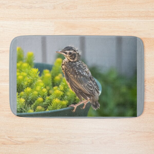 Item preview, American Robin Fledgling - Just Left the Nest designed and sold by Debra Martz.