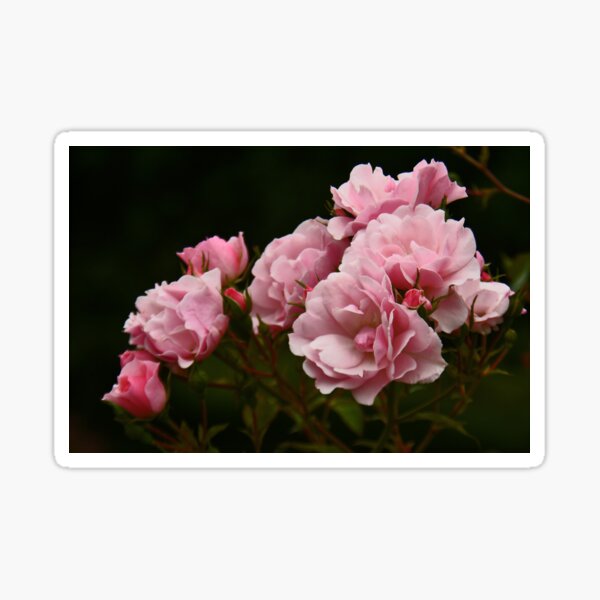 Item preview, Pink Roses... designed and sold by Poete100.