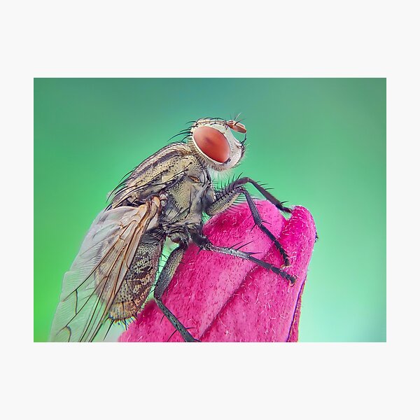 Item preview, The Fly, Photography designed and sold by DegoPine  Art Studio.