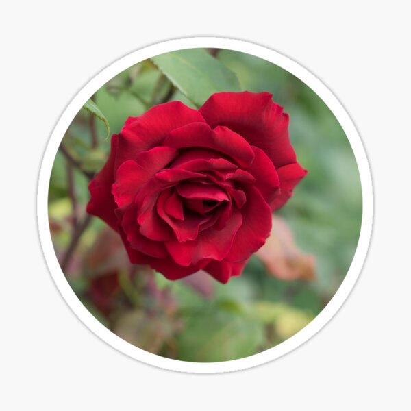 Red rose, floral beauty in the Mediterranean garden Sticker